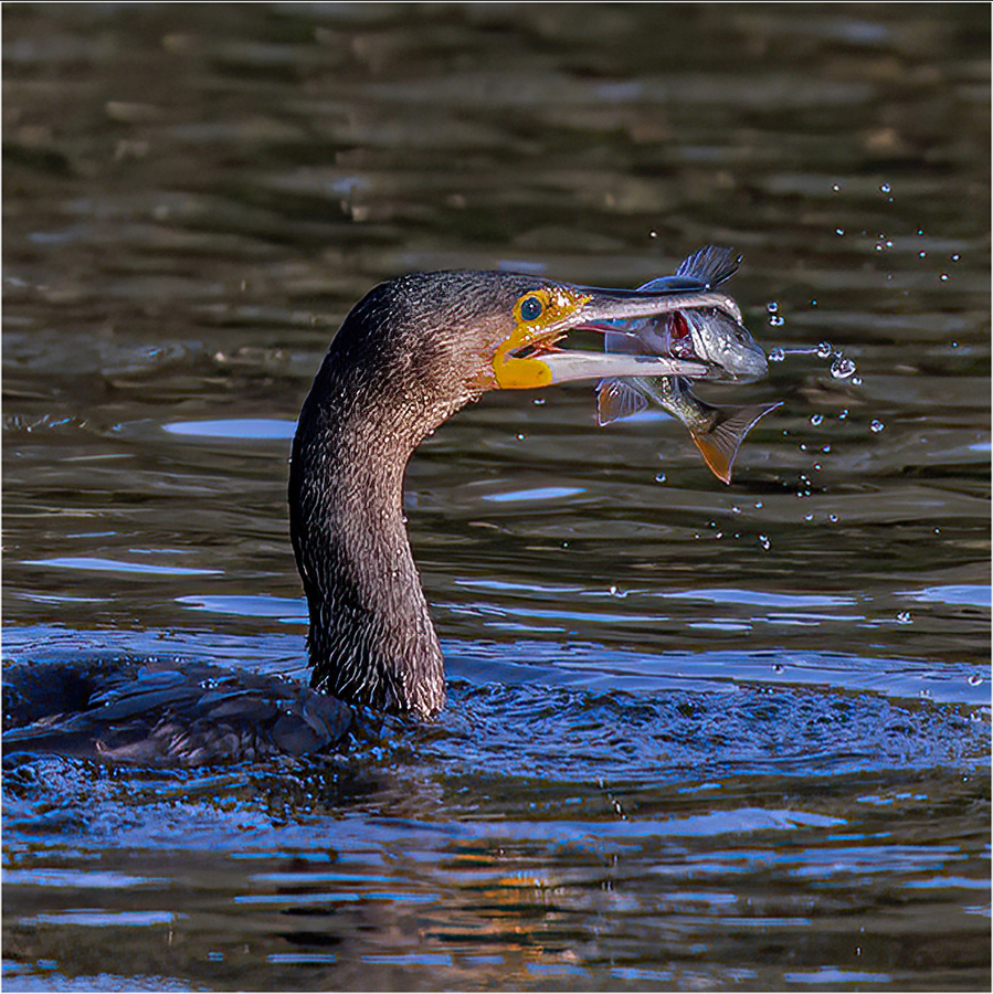 Cormorant Satisfying its Appetite by David Crabtree